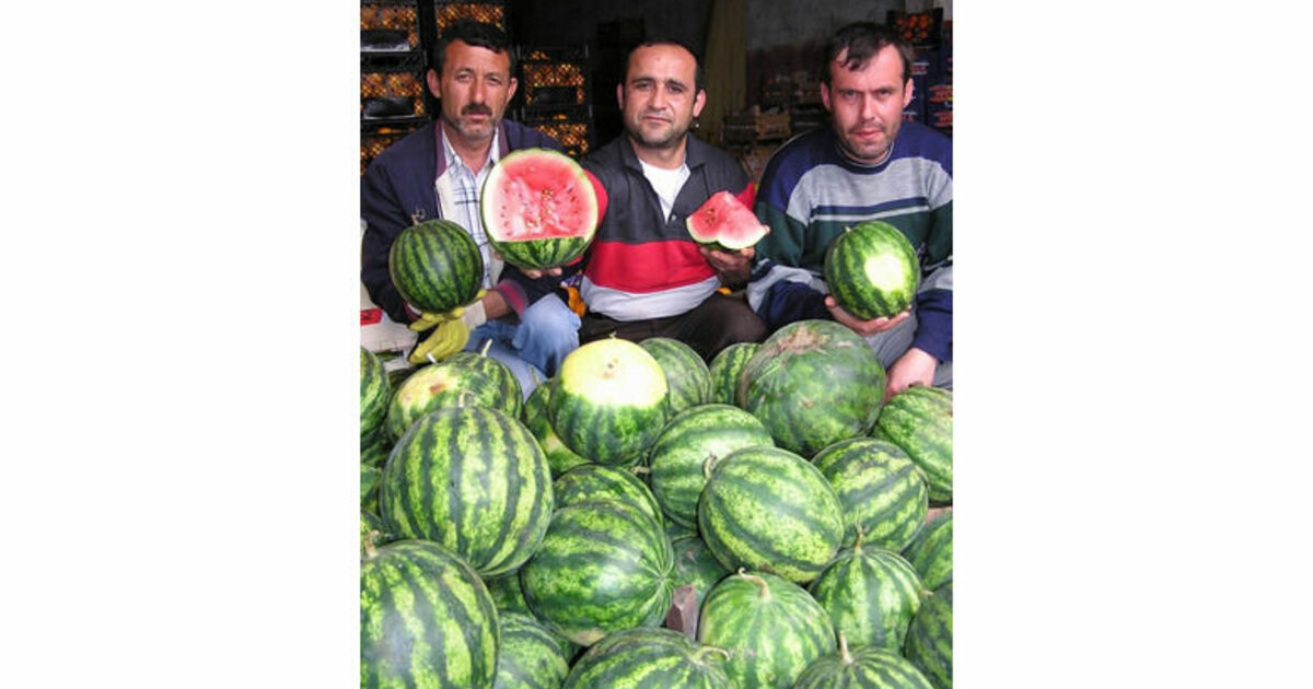Ham Karpuzların Kilosu Halde Bin 200 Ytl Vatandaşların Yenebilecek Sera Karpuzları İçin 15-20 Gün Daha Beklemesi Gerekiyor