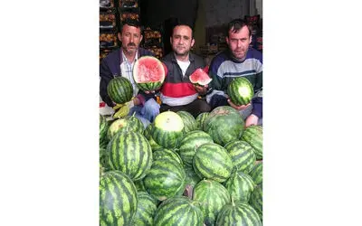 Ham Karpuzların Kilosu Halde Bin 200 Ytl Vatandaşların Yenebilecek Sera Karpuzları İçin 15-20 Gün Daha Beklemesi Gerekiyor