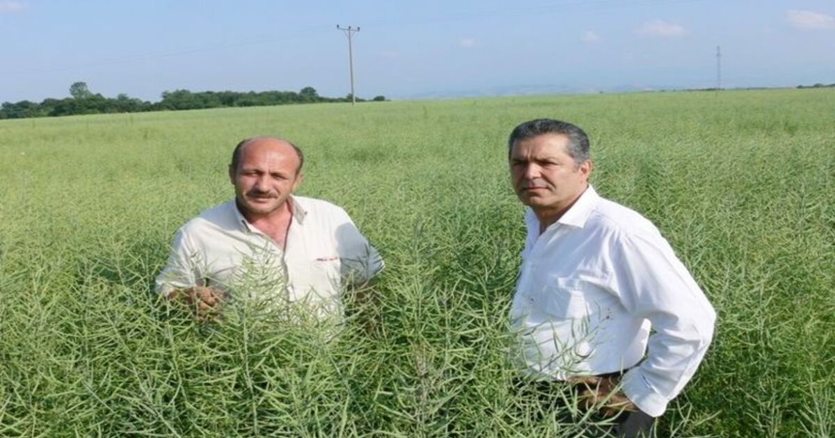 Bafra Ovası'nda Kanola Ekimi Yaygınlaşıyor