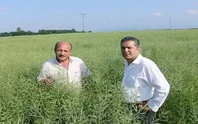 Bafra Ovası'nda Kanola Ekimi Yaygınlaşıyor