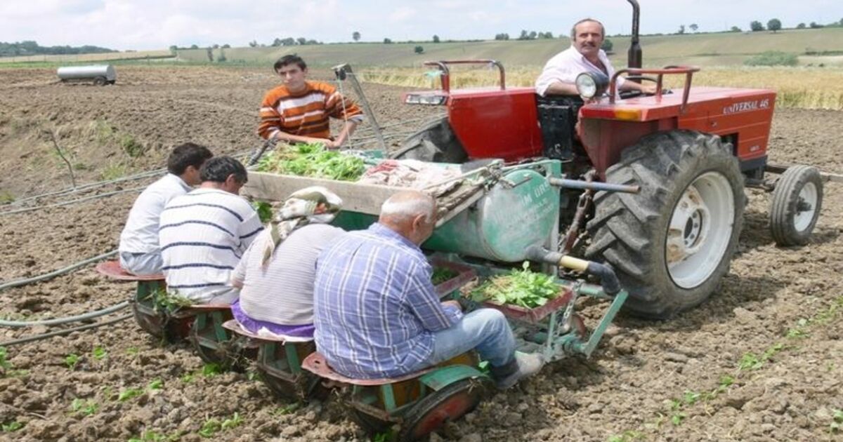 Bafra Ovası'nda Tütün Fidesi Dikimi Başladı 100 Köyde 8 Bin Dekar Alanda Tütüncülük Yapılan Samsun'un Bafra Ovası'nda Tütün Fidesi Dikim Çalışmalarına Başlandı