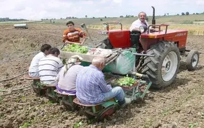 Bafra Ovası'nda Tütün Fidesi Dikimi Başladı 100 Köyde 8 Bin Dekar Alanda Tütüncülük Yapılan Samsun'un Bafra Ovası'nda Tütün Fidesi Dikim Çalışmalarına Başlandı