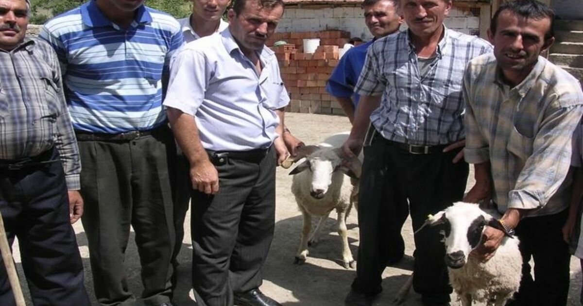 Vezirköprü'de Küçükbaş Hayvan Dağıtımı