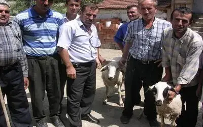 Vezirköprü'de Küçükbaş Hayvan Dağıtımı