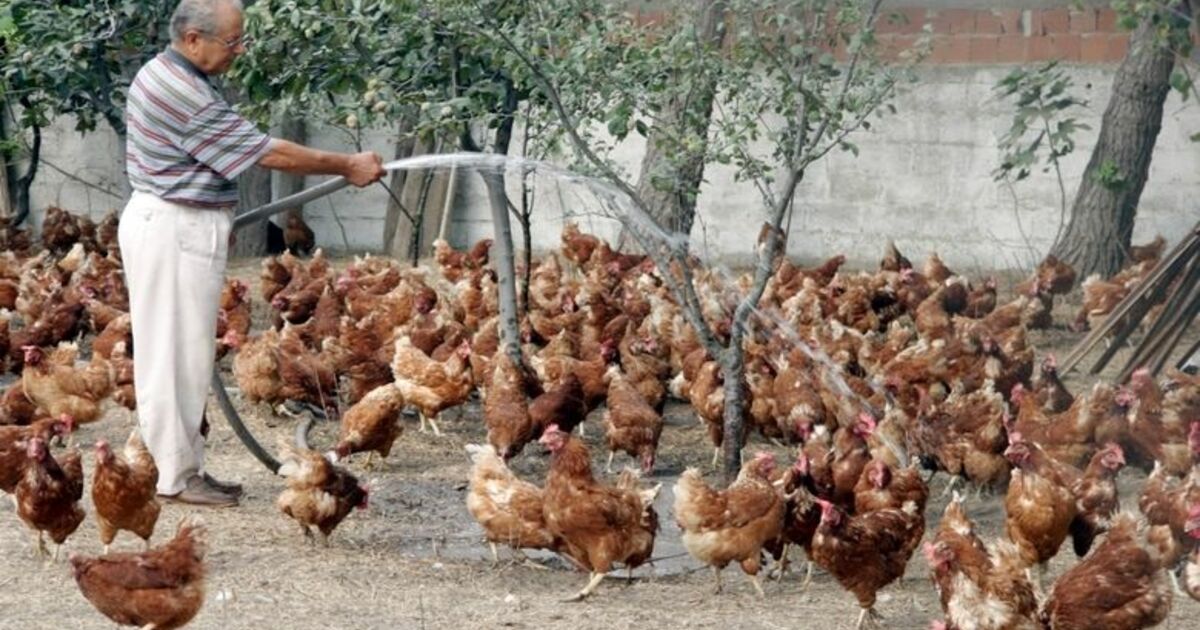 Türkiye'nin Organik Yumurtalarının Yüzde 50'sini Samsun Üretiyor Türkiye'de Günlük Üretilen 15 Bin Adet Organik Yumurtanın 8 Bin Adeti Samsun'un Bafra İlçesinde Üretiliyor
