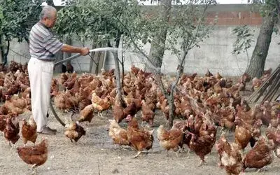 Türkiye'nin Organik Yumurtalarının Yüzde 50'sini Samsun Üretiyor Türkiye'de Günlük Üretilen 15 Bin Adet Organik Yumurtanın 8 Bin Adeti Samsun'un Bafra İlçesinde Üretiliyor