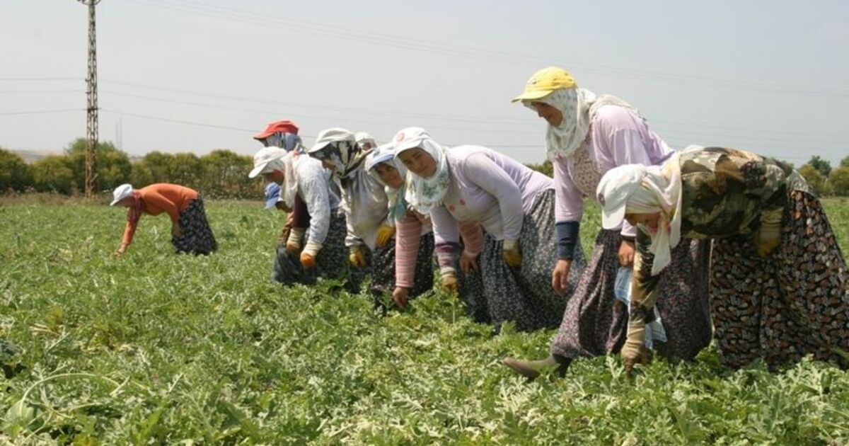 Bafra Ovası'nda Kavun-karpuz Hasadı Sürüyor