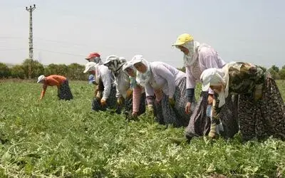 Bafra Ovası'nda Kavun-karpuz Hasadı Sürüyor