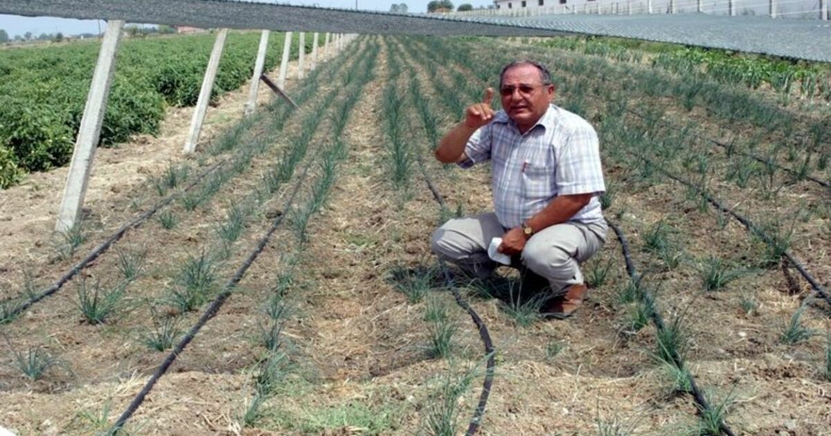 Frenk Soğanı Bafra Ovası'na Uyum Sağladı Kaliforniya'da Yetiştirilen Ve Geleneksel Fransız Baharatlarından Biri Olan Frenk Soğanının Bafra Ovası'ndaki Deneme Üretiminden Başarılı Sonuç Alındı