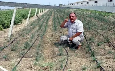 Frenk Soğanı Bafra Ovası'na Uyum Sağladı Kaliforniya'da Yetiştirilen Ve Geleneksel Fransız Baharatlarından Biri Olan Frenk Soğanının Bafra Ovası'ndaki Deneme Üretiminden Başarılı Sonuç Alındı