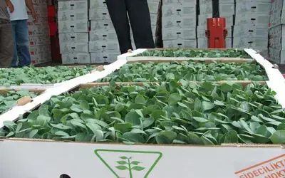 Bafra Ovası'nda Çiftçilere Kışlık Sebze Fidesi