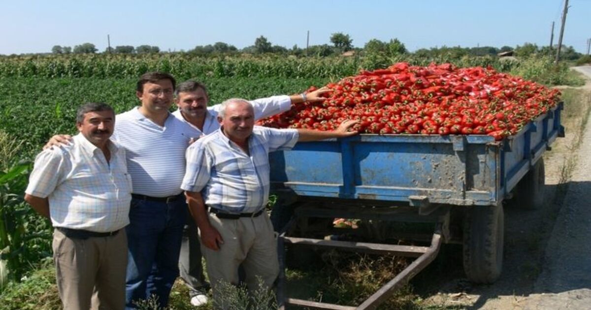 Salçalık Biber Yüz Güldürüyor Bafra Ovası'nda Yetişen Ve 'Kırmızı Altın' Olarak Bilinen Salçalık Kırmızıbiber, Pazara İndi
