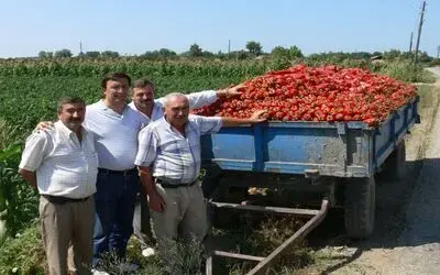 Salçalık Biber Yüz Güldürüyor Bafra Ovası'nda Yetişen Ve 'Kırmızı Altın' Olarak Bilinen Salçalık Kırmızıbiber, Pazara İndi