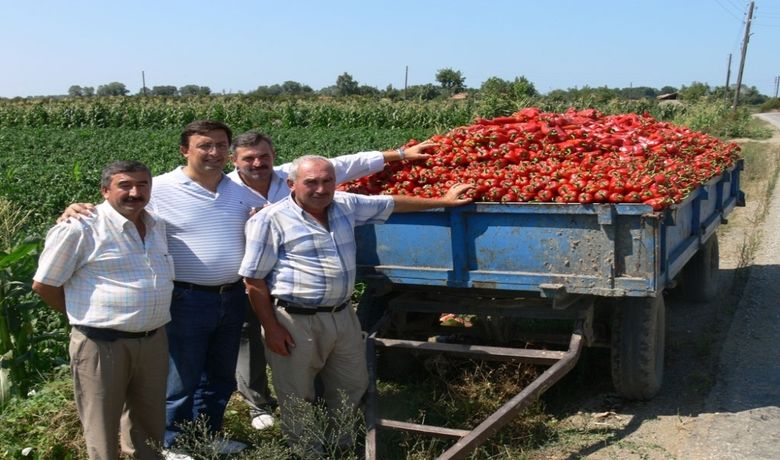 Salçalık Biber Yüz Güldürüyor Bafra Ovası'nda Yetişen Ve'Kırmızı Altın' Olarak Bilinen Salçalık Kırmızıbiber, Pazara İndi - Samsun'un Bafra Ovası'nda yetişen ve 'kırmızı altın' olarak bilinen kırmızıbiber, 15 gün erken pazara indi.