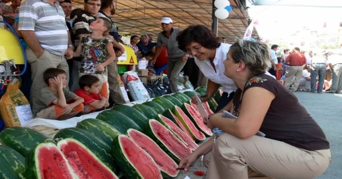 Bafra'da Geleneksel Kavun-karpuz Yarışması Bafra Belediyesi Tarafından Düzenlenen 11 Geleneksel Yaz Şenlikleri İçerisinde Yapılan Kavun-karpuz Yarışması Büyük İlgi Gördü