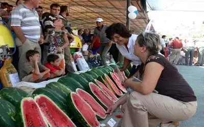 Bafra'da Geleneksel Kavun-karpuz Yarışması Bafra Belediyesi Tarafından Düzenlenen 11 Geleneksel Yaz Şenlikleri İçerisinde Yapılan Kavun-karpuz Yarışması Büyük İlgi Gördü