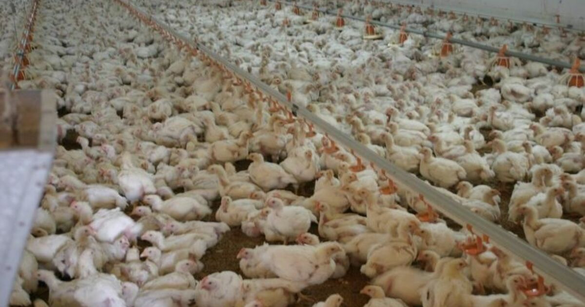 Ay-pi Yeniden Üretime Geçti Samsun'un Bafra İlçesinde Kuş Gribi Nedeniyle Üretimini Durduran Ay-pi Tavukçuluk Ltd. Şti., Yeniden Üretime Geçti