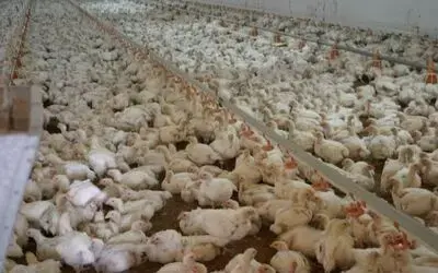 Ay-pi Yeniden Üretime Geçti Samsun'un Bafra İlçesinde Kuş Gribi Nedeniyle Üretimini Durduran Ay-pi Tavukçuluk Ltd. Şti., Yeniden Üretime Geçti