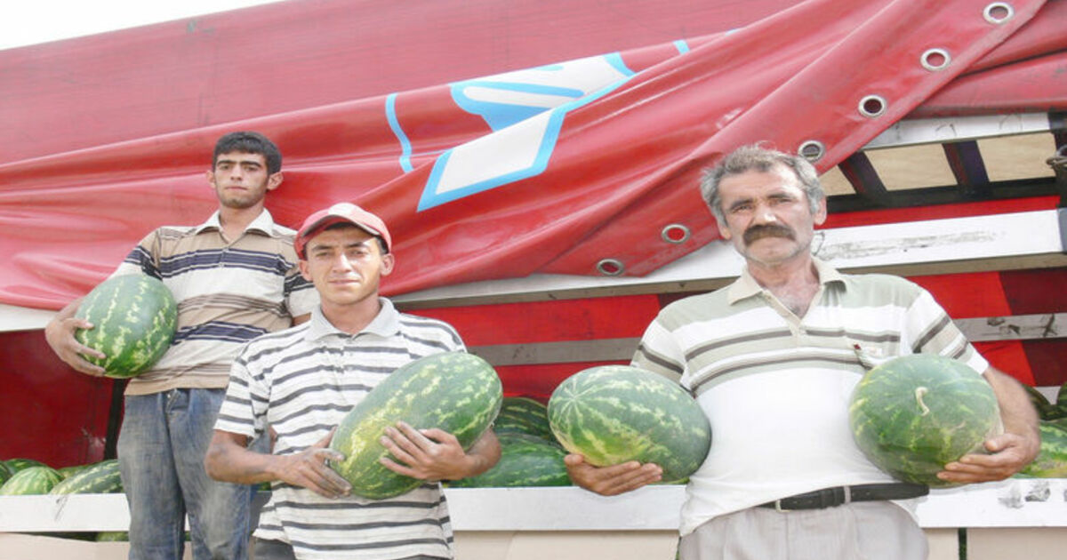 Bafra Ovası'ndan Polonya'ya Karpuz İhracatı