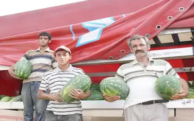 Bafra Ovası'ndan Polonya'ya Karpuz İhracatı