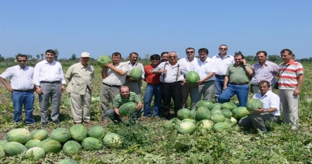 Bafra Karpuzu Türkiye'yi Besliyor