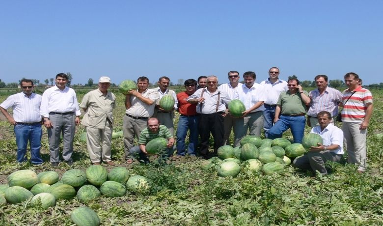 Bafra Karpuzu Türkiye'yi Besliyor - Küresel ısınmadan dolayı güney bölgelerinde yetişen karpuzun erken bittiği ve Bafra Ovası karpuzunun yurt içi ve yurt dışına pazarlandığı belirtildi.