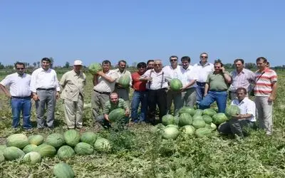 Bafra Karpuzu Türkiye'yi Besliyor