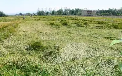 Sağanak Yağmur, Çeltiğe Zarar Verdi