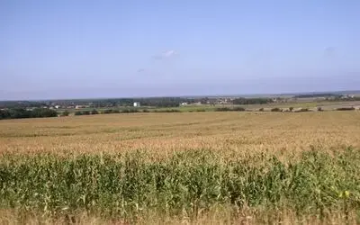 Bafra'nın Geleceği Tarımsal Sanayide