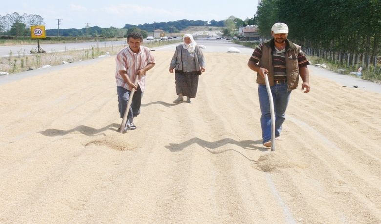 Çeltiğe Duble Kurutma - Samsun'un Bafra ve 19 Mayıs ilçesinde üreticiler, çeltiği duble yola sererek kurutuyorlar.