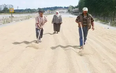 Çeltiğe Duble Kurutma