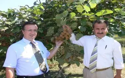 Kivi Üretimi Teşvik Ediliyor