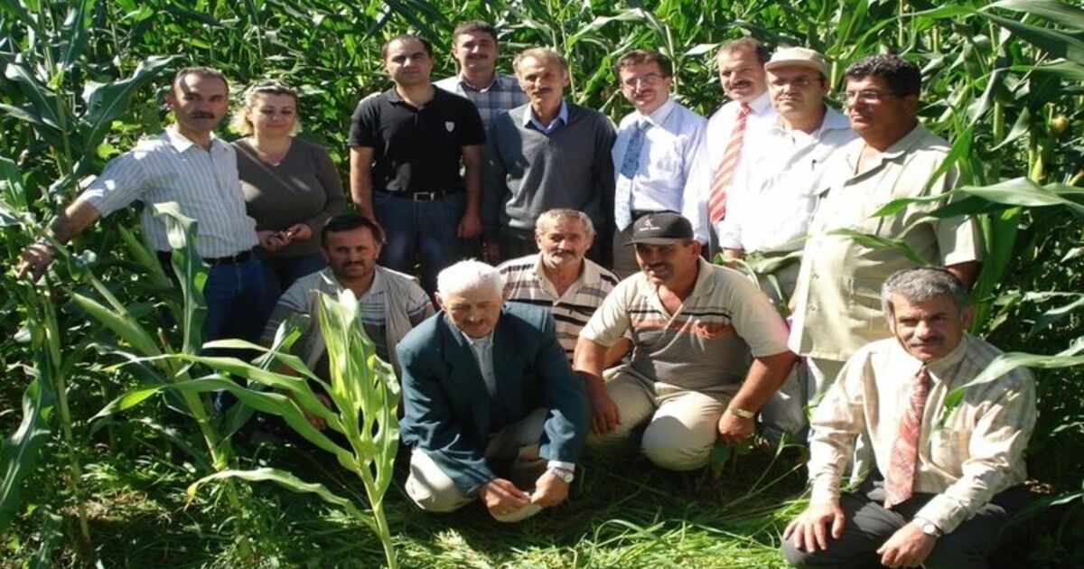 Çarşamba Ovası'nda Silajlık Mısır Yüz Güldürüyor Buğdayda Umduğunu Bulamayan Üreticinin Yüzünü Silajlık Mısır Güldürdü