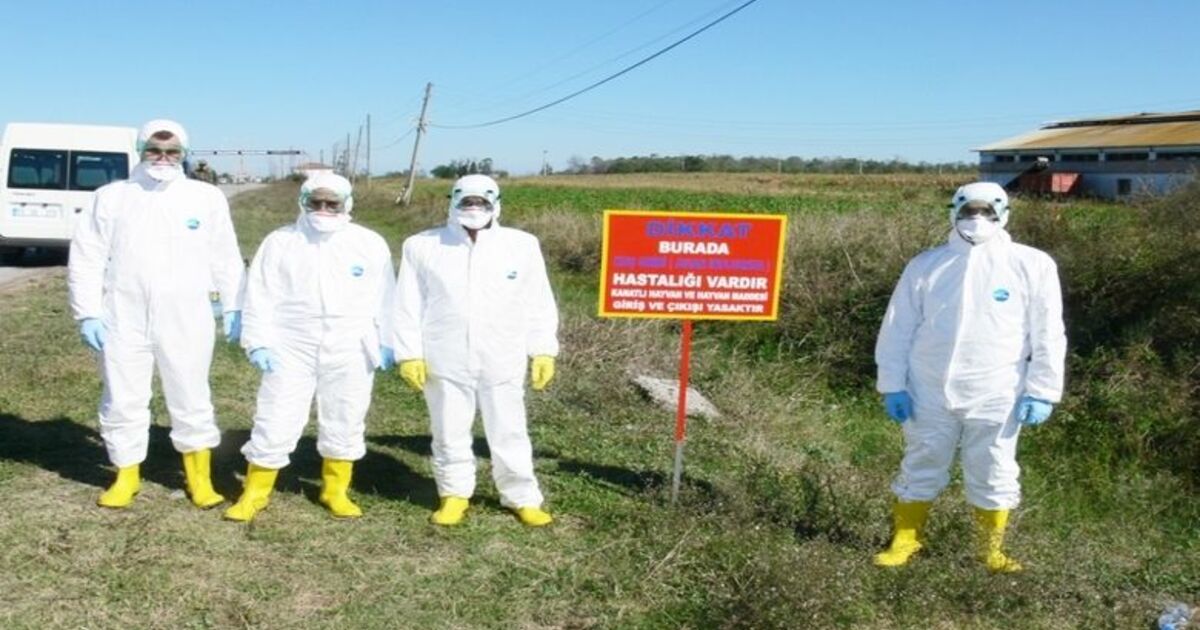 Kızılırmak Deltası'nda Kuş Gribi Tatbikatı Göçmen Kuşların Uğrak Yeri Olan Kuş Cenneti Bulunan Kızılırmak Deltası'nda, Kuş Gribi Salgınına Karşı Tatbikat Yapıldı