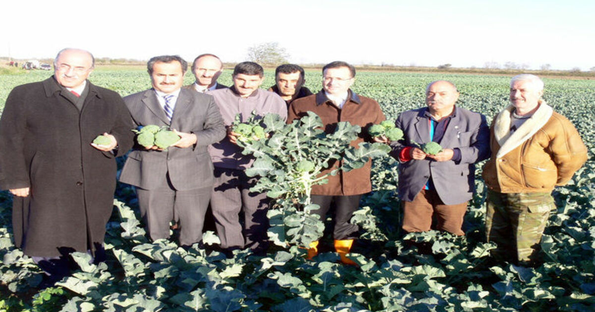 Bafra Ovası'nda 'İyi Tarım' Uygulamaları 'İyi Tarım Uygulamaları Sertifikalı Kışlık Sebze Yetiştiriciliği Projesi'nde Beklenen Başarı Sağlandı Karnabahar Üreticileri Dekar Başına 2 Bin Ytl Gelir Elde Etti