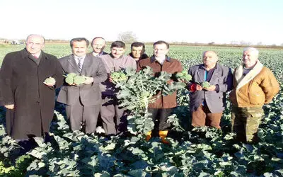 Bafra Ovası'nda 'İyi Tarım' Uygulamaları 'İyi Tarım Uygulamaları Sertifikalı Kışlık Sebze Yetiştiriciliği Projesi'nde Beklenen Başarı Sağlandı Karnabahar Üreticileri Dekar Başına 2 Bin Ytl Gelir Elde Etti