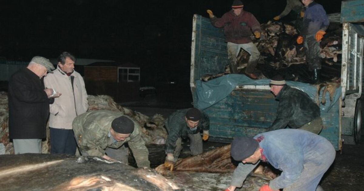 Thk'ya Deri Bağışı Bu Yıl Arttı Samsun'da, Thk Tarafından 17 Bin 863 Adet Kurban Derisi Toplandı