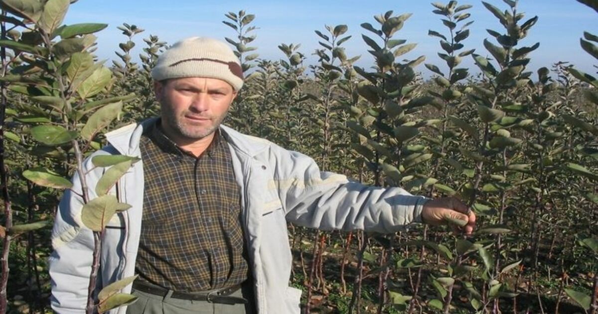 Bafra Çıtır Elmasına Sertifika