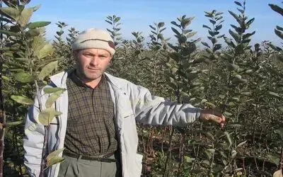 Bafra Çıtır Elmasına Sertifika