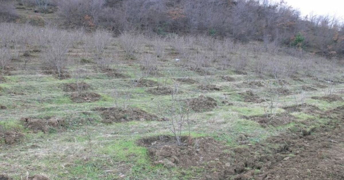 Bafra'da Ceviz Üretimini Geliştirme Projesi Bazı Üreticiler, 'Ceviz Yetiştiriciliğini Geliştirme Projesi' Kapsamında Fındık Bahçelerini Sökerek Ceviz Dikmeye Başladı