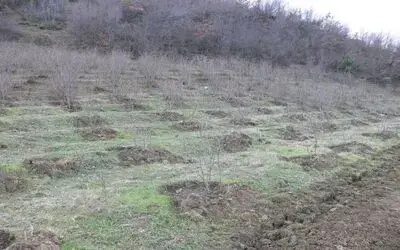 Bafra'da Ceviz Üretimini Geliştirme Projesi Bazı Üreticiler, 'Ceviz Yetiştiriciliğini Geliştirme Projesi' Kapsamında Fındık Bahçelerini Sökerek Ceviz Dikmeye Başladı