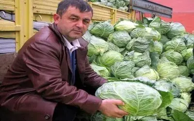 Küresel Isınma Kışlık Ürünü Vurdu Küresel Isınma, Bafra Ovası'ndaki Kışlık Sebze Ürünlerinde Erken Hasada Yol Açtı Erken Olgunlaşan Ürünler, 2. Ay Yerine 12. Ayda Hasat Edilince Piyasanın Arz-talep Dengesi Bozuldu