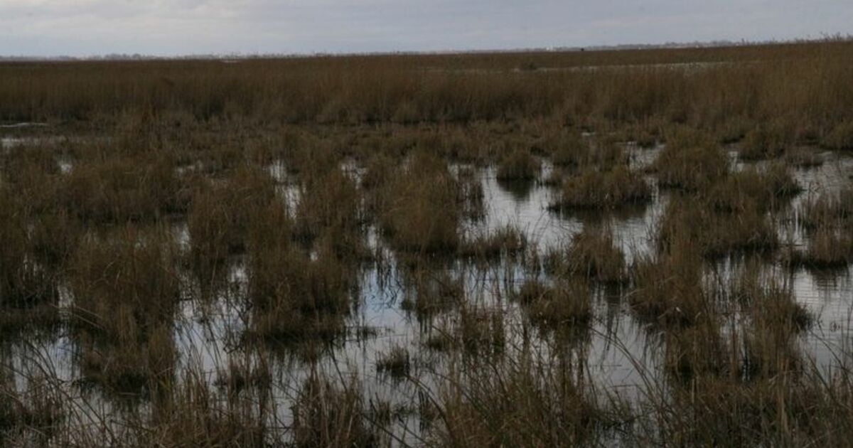 Samsun'dan Avrupa'ya Kamış İhracatı Samsun'un Terme Ve Bafra İlçelerindeki Göllerde Yetişen Kamışlar Avrupa'ya İhraç Ediliyor