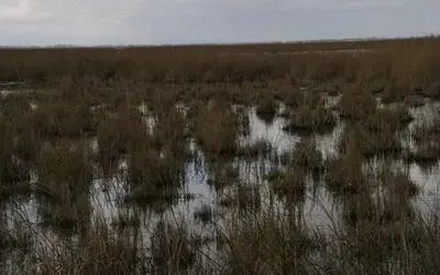 Samsun'dan Avrupa'ya Kamış İhracatı Samsun'un Terme Ve Bafra İlçelerindeki Göllerde Yetişen Kamışlar Avrupa'ya İhraç Ediliyor