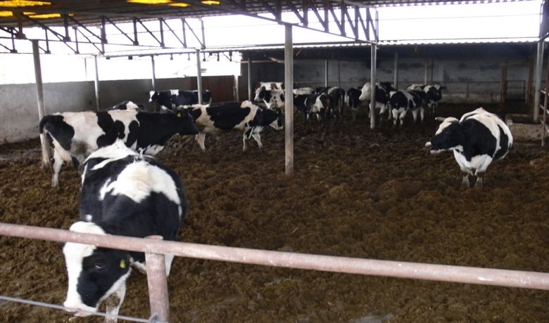 Yarı Açık Besicilikle Süt Verimi Arttı - Samsun'un Bafra ilçesinde bazı çiftçilerin yarı açık besiciliğe geçmesiyle süt veriminde büyük artış sağlandığı belirtildi. Doğanca beldesinde hayvancılıkta kapalı ahır sistemini terk eden çiftçiler, hayvancılığın gelişiminde verimliliğin artması amacıyla yarı açık hayvan besiciliğine geçti. Yarı açık besicilik yapan Ömer Baykut, köylünün asıl geçim kaynağının hayvancılık olduğunu, hayvanlarının yarı açık besiciliğe geçmesiyle ölmediğini, aksine süt veriminde artış olduğunu söyledi. Baykut, "Yarı açık besicilikte bir inek günde ortalama 40 ila 60 litre arasında süt verebiliyor" dedi. Ömer Baykut'un çiftliğini ziyaret eden Bafra Kaymakamı Bekir Dınkırcı da açık besiciliğin önemine değindi.