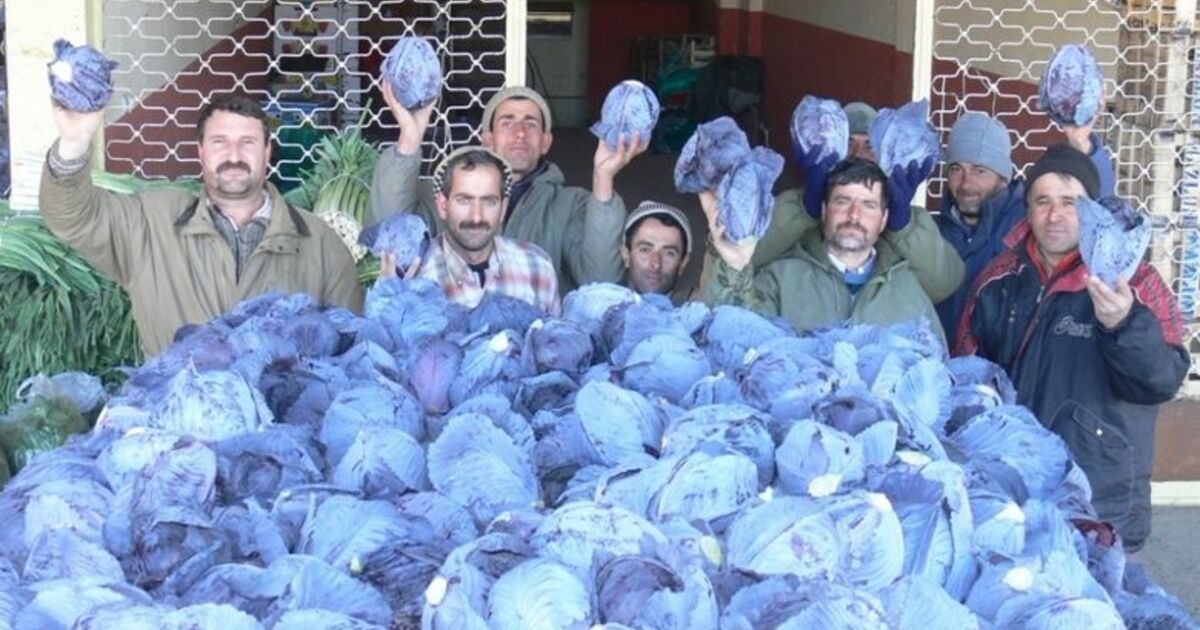 Bafra Ovası’nda Kırmızı Lahana Üretimi Bafra Ovası’nda 2007 Yılında 20 Bin 500 Dekar Alanda Kırmızı Lahana Üretimi Yapıldığı Bildirildi