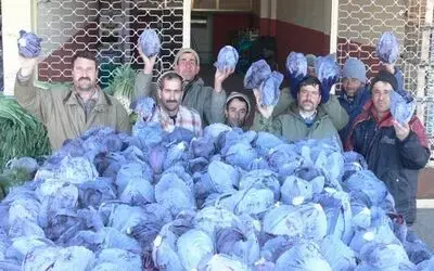 Bafra Ovası’nda Kırmızı Lahana Üretimi Bafra Ovası’nda 2007 Yılında 20 Bin 500 Dekar Alanda Kırmızı Lahana Üretimi Yapıldığı Bildirildi