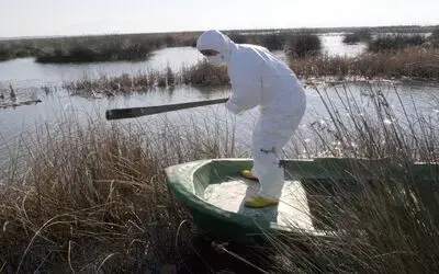 Yabani Kanatlı Hayvanlarda Kuş Gribi Virüsüne Rastlanmadı Samsun'un Bafra İlçesi Kızılırmak Deltası Kuş Cenneti'nde Bulunan Ölü Kuşlarda Kuş Gribine Rastlanmadığı Açıklandı