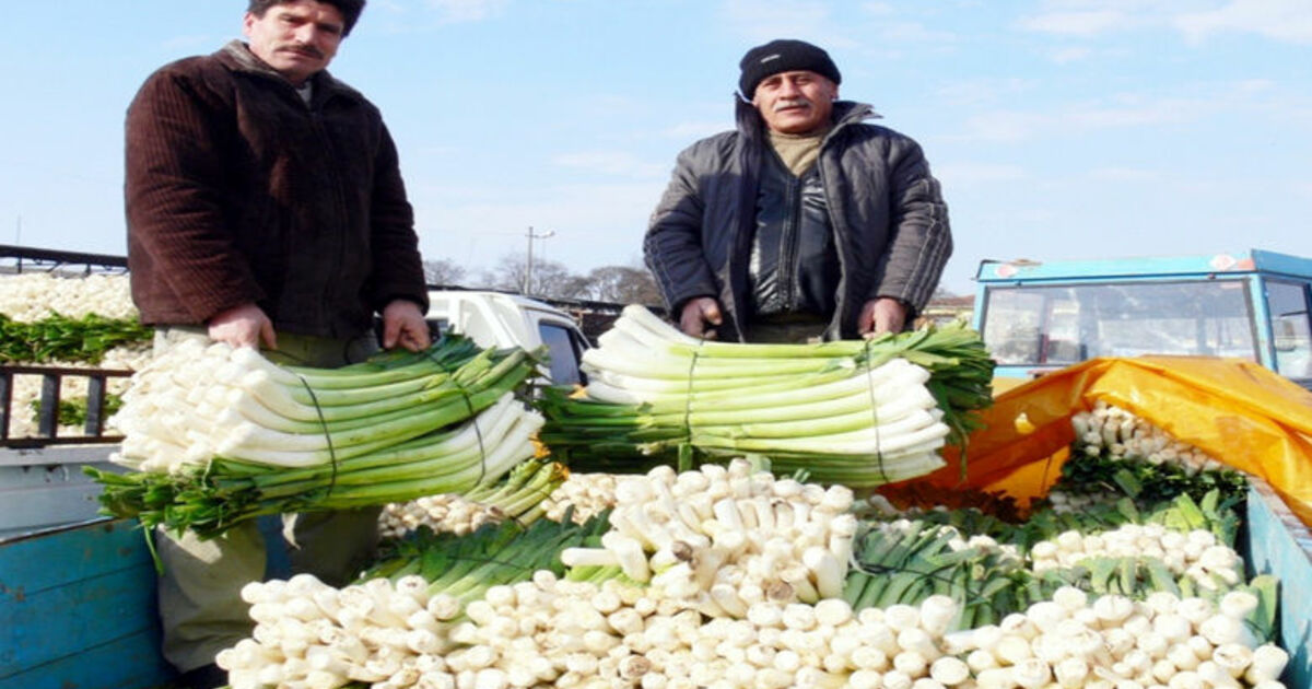 Bafra Ovası'ndaki Pırasa Üreticileri Dertli