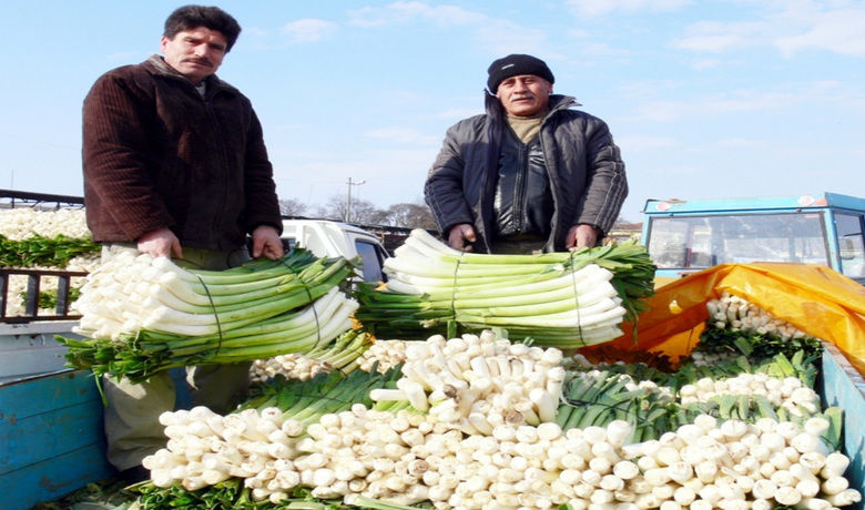 Bafra Ovası'ndaki Pırasa Üreticileri Dertli - Samsun'un Bafra Ovası'ndaki pırasa üreticileri, ürettikleri pırasanın ellerinde kalması ve para etmemesinden yakınıyor.
